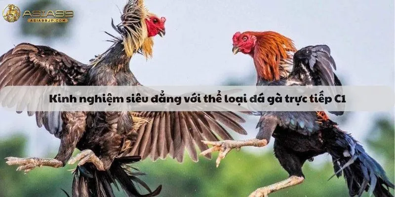 Kinh nghiệm siêu đẳng với thể loại đá gà trực tiếp C1