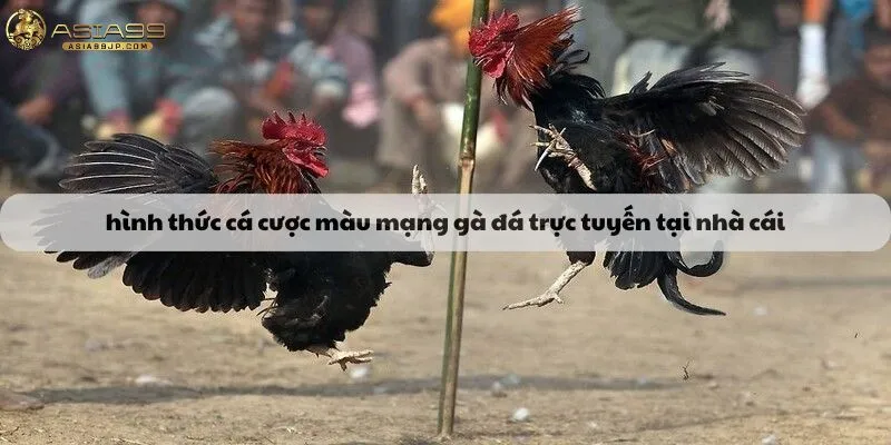 Hình thức cá cược màu mạng gà đá trực tuyến tại nhà cái