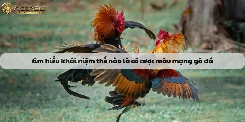 Tìm hiểu khái niệm thế nào là cá cược màu mạng gà đá