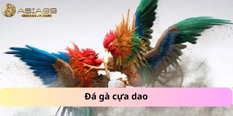 Đá gà cựa dao