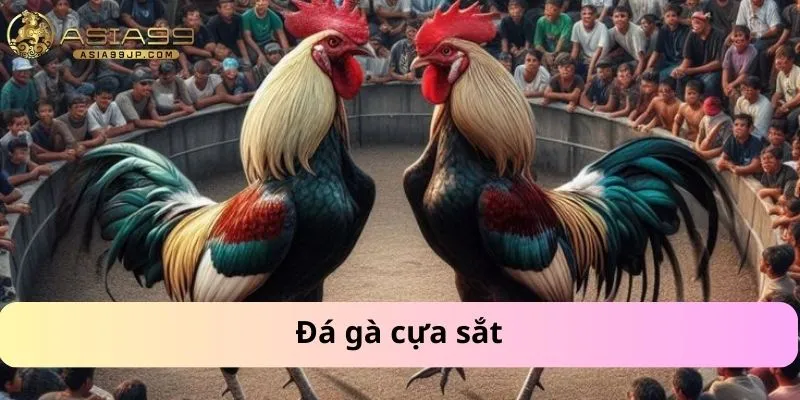 Đá gà cựa sắt