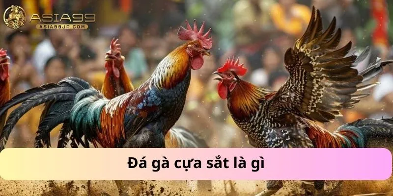 Đá gà cựa sắt là gì